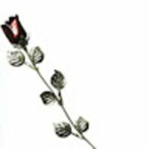 Meet your Posher, Tegan